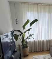 Zimmerpflanze Strelitzia