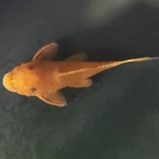 Profile image of dp06rcg