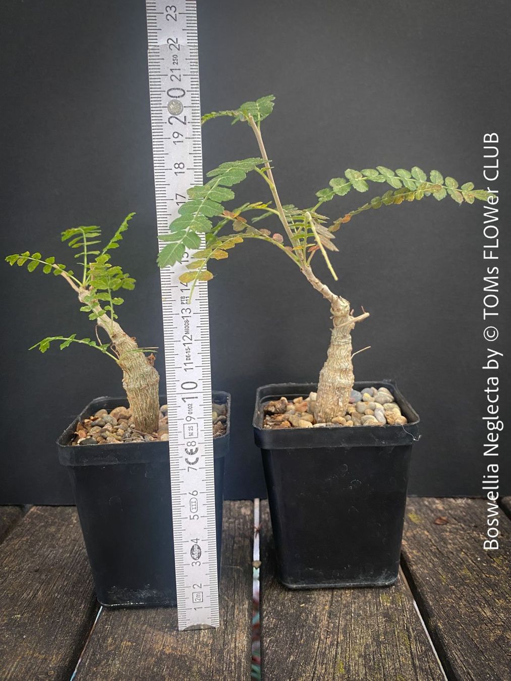 Piante & sementi: Boswellia Neglecta - Schwarzer Weihrauchbaum – Nuovo e nell'imballaggio originale da Adliswil venduto da astom369 2