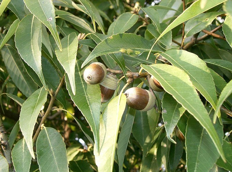 Piante & sementi: Chêne à feuilles de bambou  20-30cm – Nuovo (secondo la descrizione) da Bremblens venduto da FIBONACCI369 2