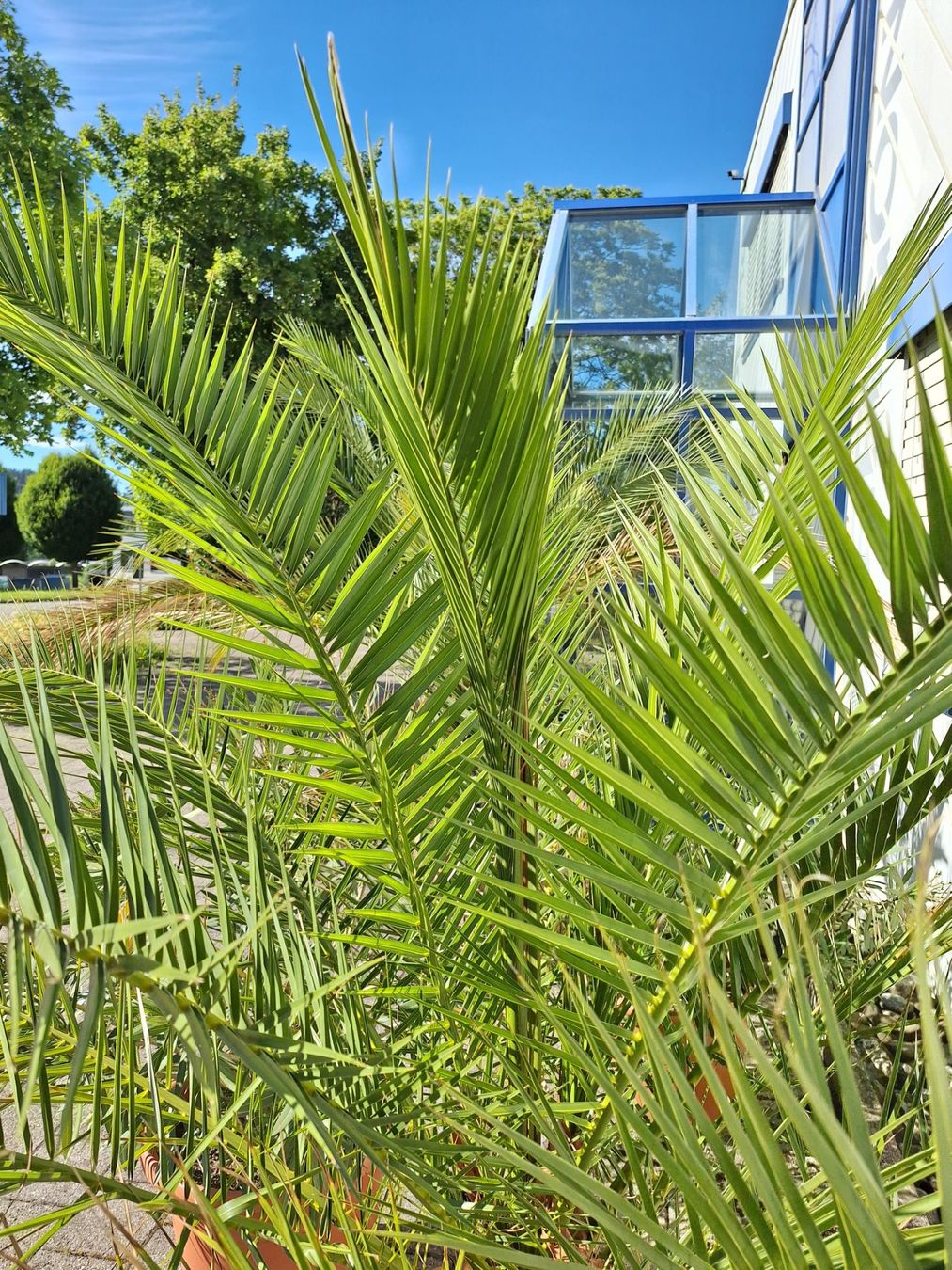 Piante & sementi: Kanarische Dattelpalme mittelgross – Usato da Aadorf venduto da Sterniks 1