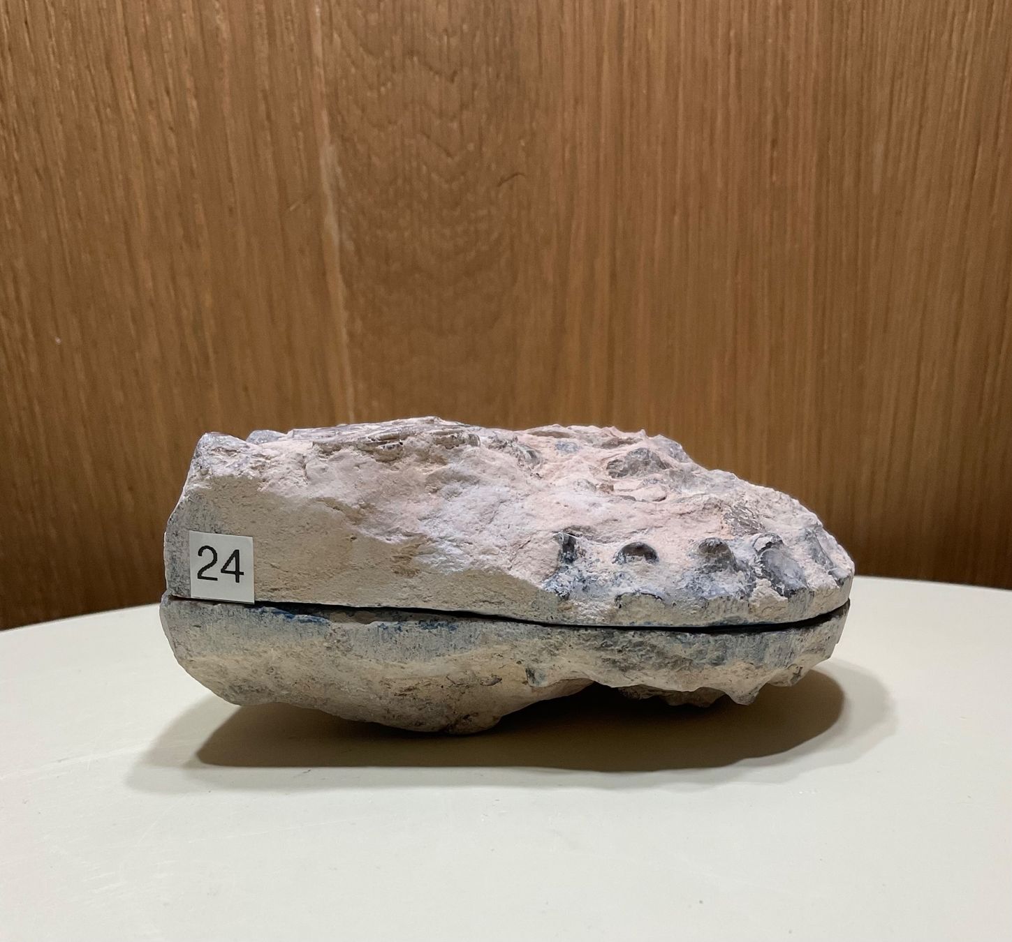 Fossili: Amoniten Paar aus Marokko – Nuovo (secondo la descrizione) da Gibswil venduto da BestePreis 2