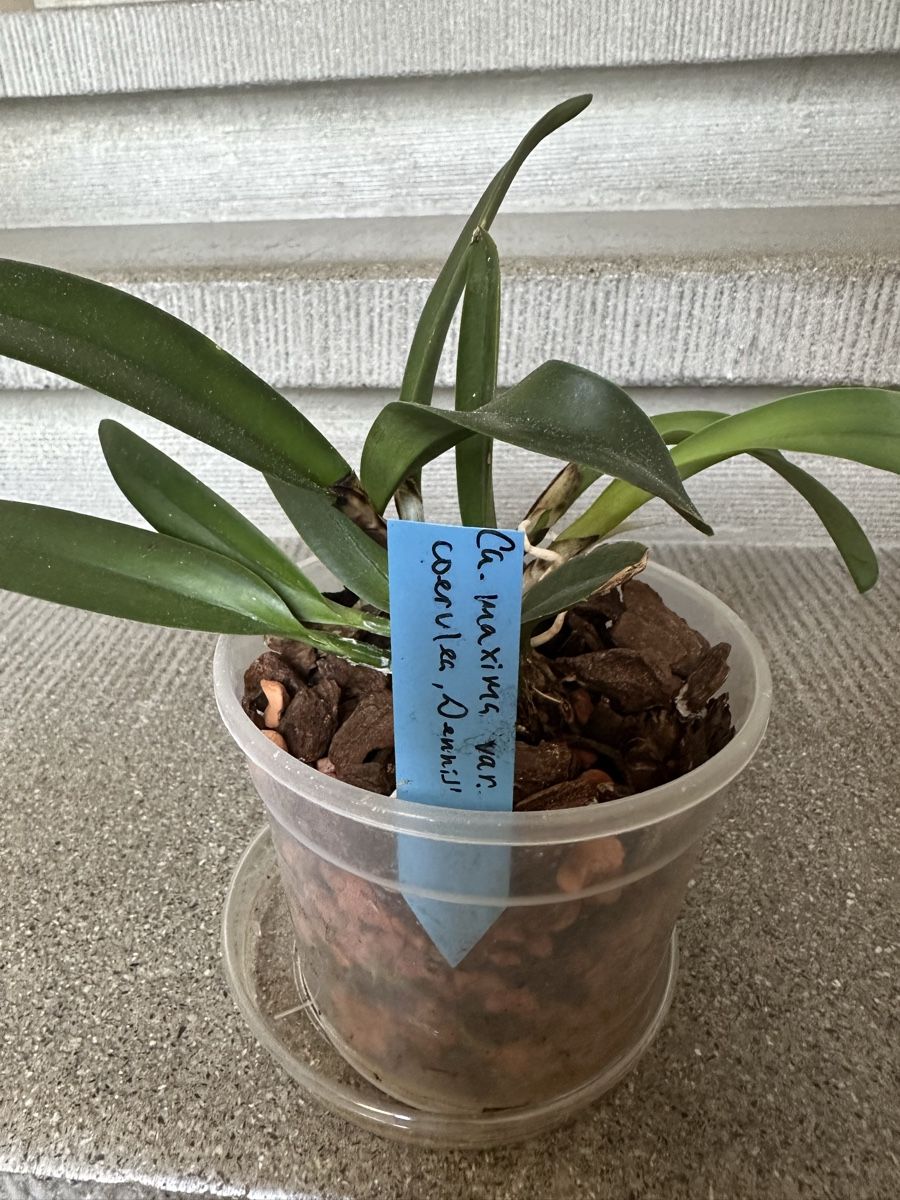 Piante & sementi: Cattleya Orchidee!!! – Usato da Bern venduto da womiman 1