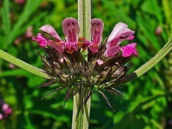Piante & sementi: Leonurus sibiricus MARIJUANILLA  25g – Nuovo (secondo la descrizione) da Bremblens venduto da FIBONACCI369