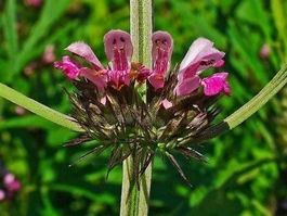 Leonurus sibiricus MARIJUANILLA  25g