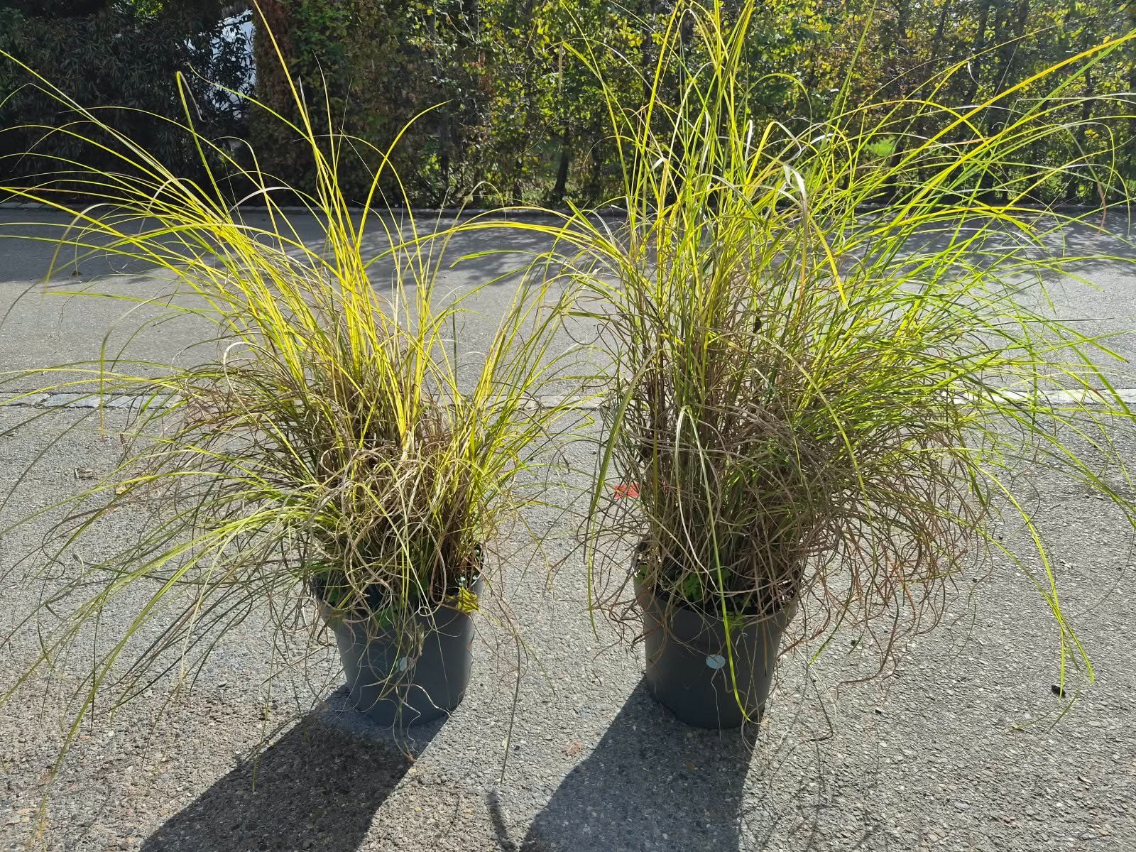 Pflanzen & Samen: 2 × Miscanthus sinensis Gracillimus – Neu (gemäss Beschreibung) aus Forch von WeberC