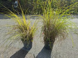 2 × Miscanthus sinensis Gracillimus