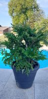 Amorphophallus konjac Teufelszunge1  mit Topf 🌴