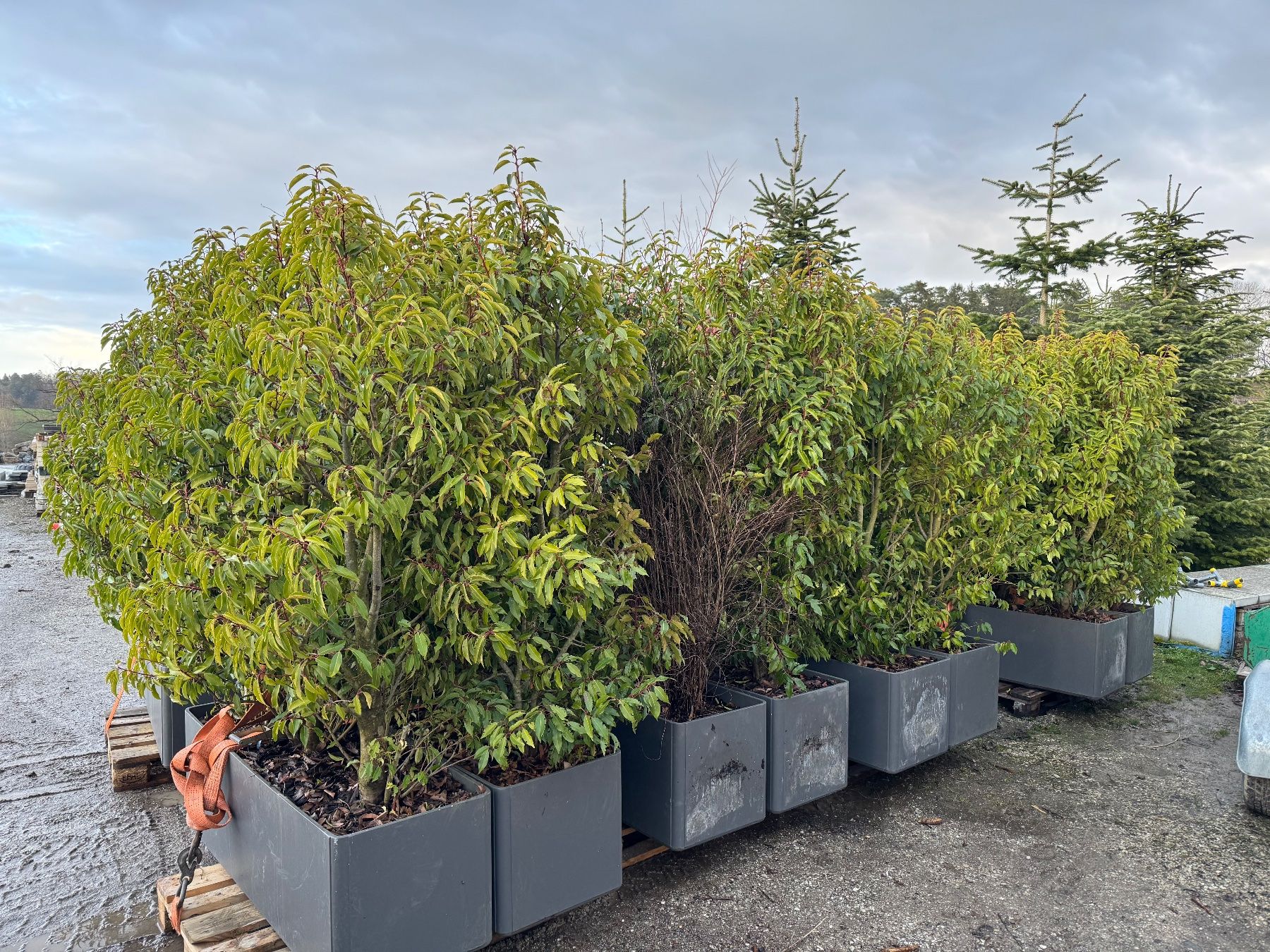 Eternit Vasi per fiori: Blumentröge Eternit anthrazit inkl. Bepflanzung – Usato da Giffers venduto da Mr.Dopeman 2