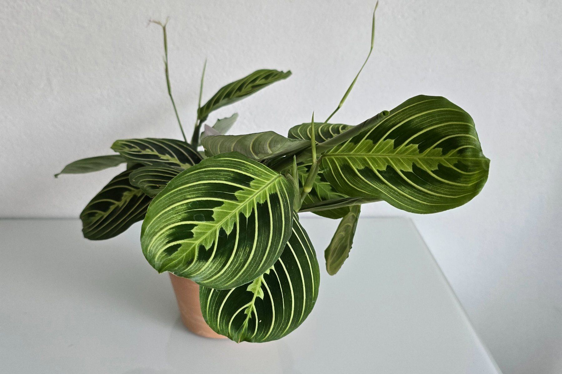 Piante & sementi: Maranta Leuconeura – Usato da Aarburg venduto da Glitzerzauber 2