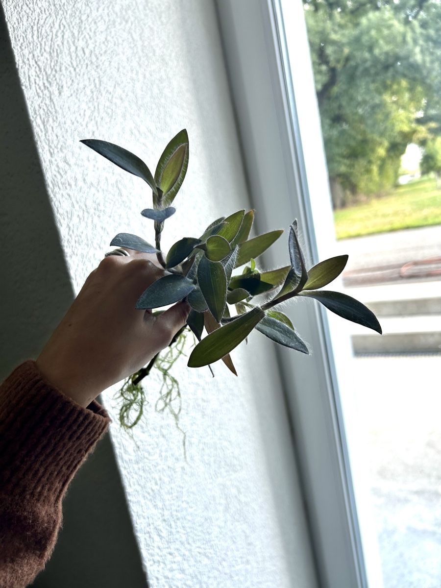 Piante & sementi: Boutures de Misère pourpre – Usato da Develier venduto da mel_qd2m 1
