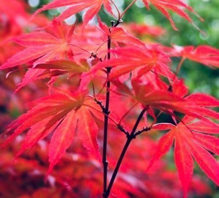 Piante & sementi: JAPANISCHER AHORN : 10 SAMEN‪ – Usato da Rovio venduto da POSITIFFARTandPLANTS 7