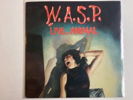 Wasp Maxi-Single - Live Animal