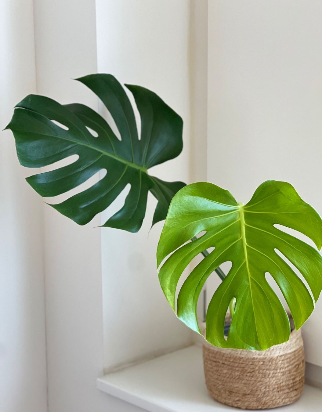 Piante & sementi: Monstera Deliciosa🤩 – Usato da Glattpark(Opfikon) venduto da ste_n99y 3