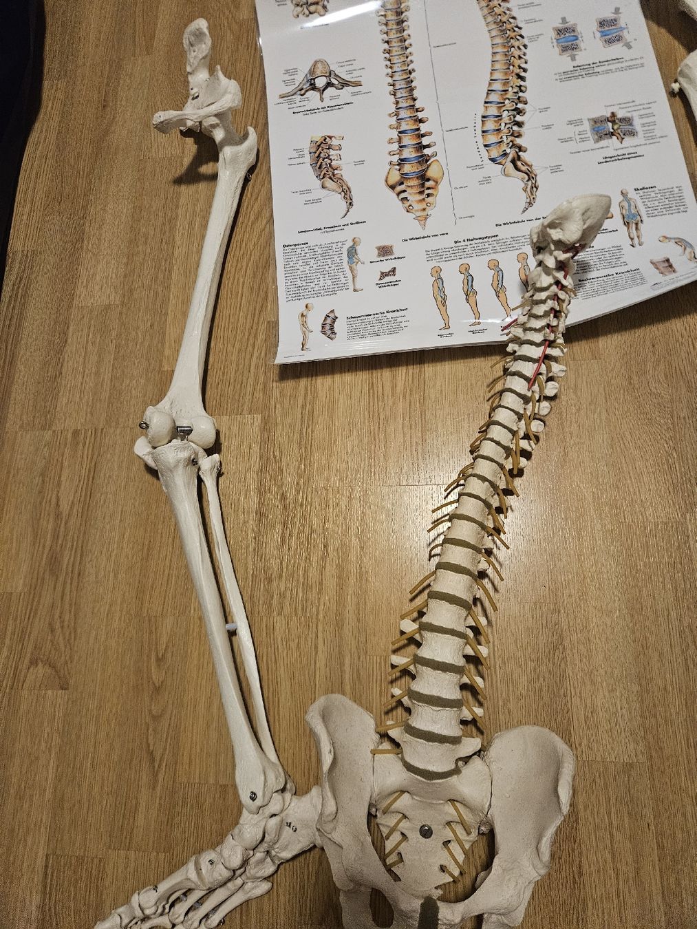 Kit di modellismo & Modellini statici: anatomische skelett teile – Usato da Thörishaus venduto da rose1991 1