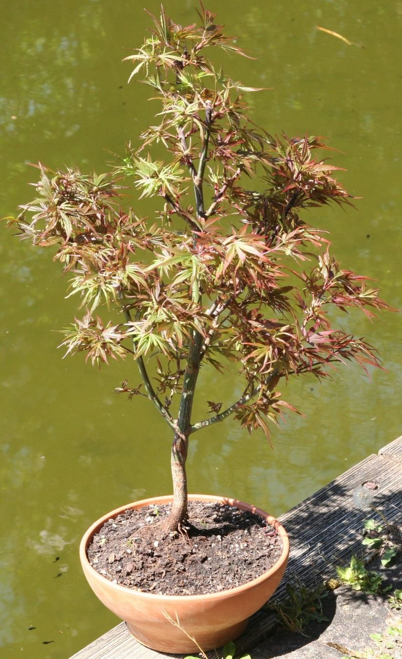 BONSAI - Japanischer Fcherahorn "Shaina" (Neu (gemss Beschreibung)) in  Gretzenbach fr CHF 78  nur Abholung auf Ricardo kaufen
