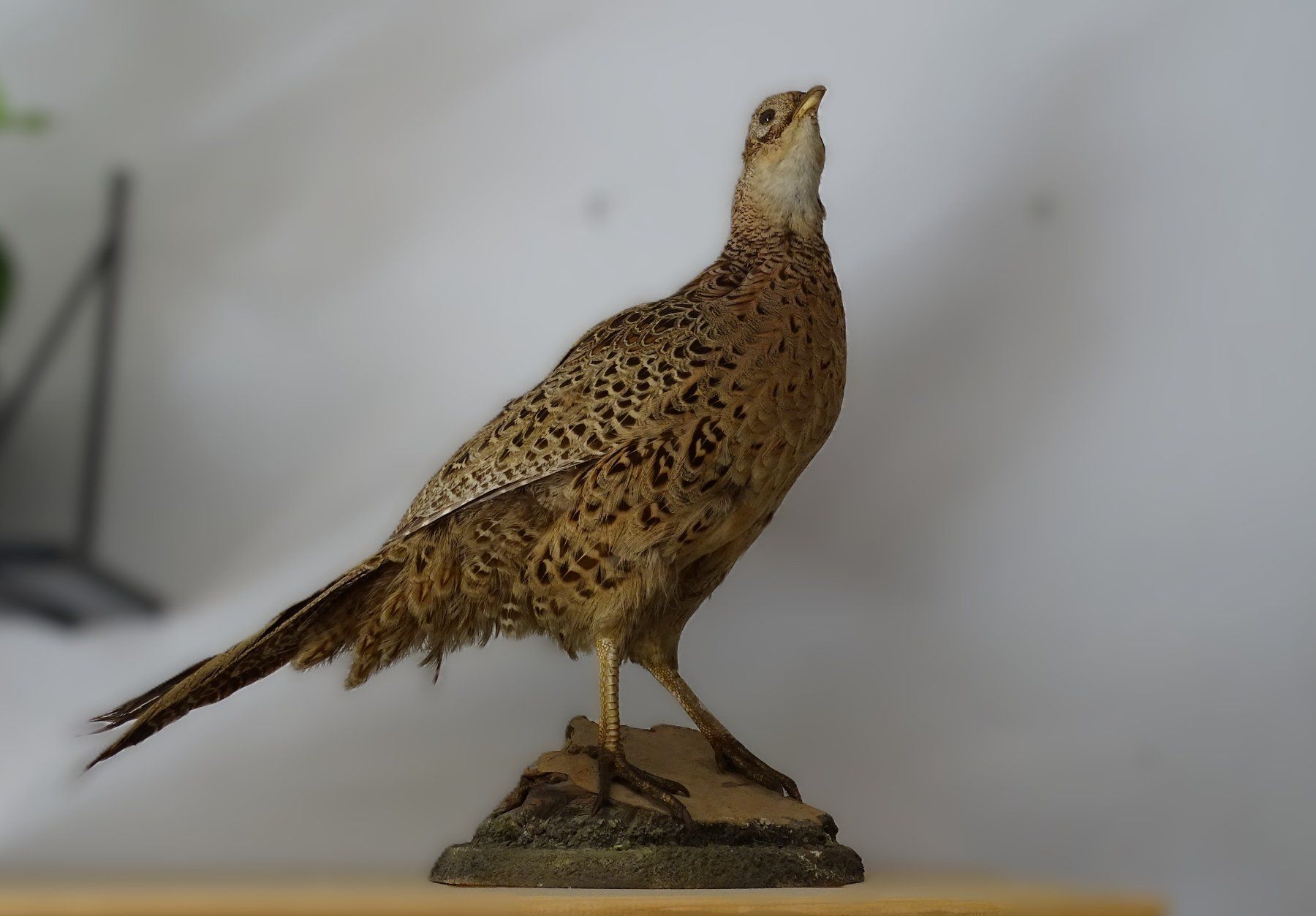 Il mondo degli animali: Fasanenhenne Präparat – Usato da Wikon venduto da rossmueller.f