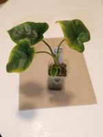 Alocasia Lukiwan