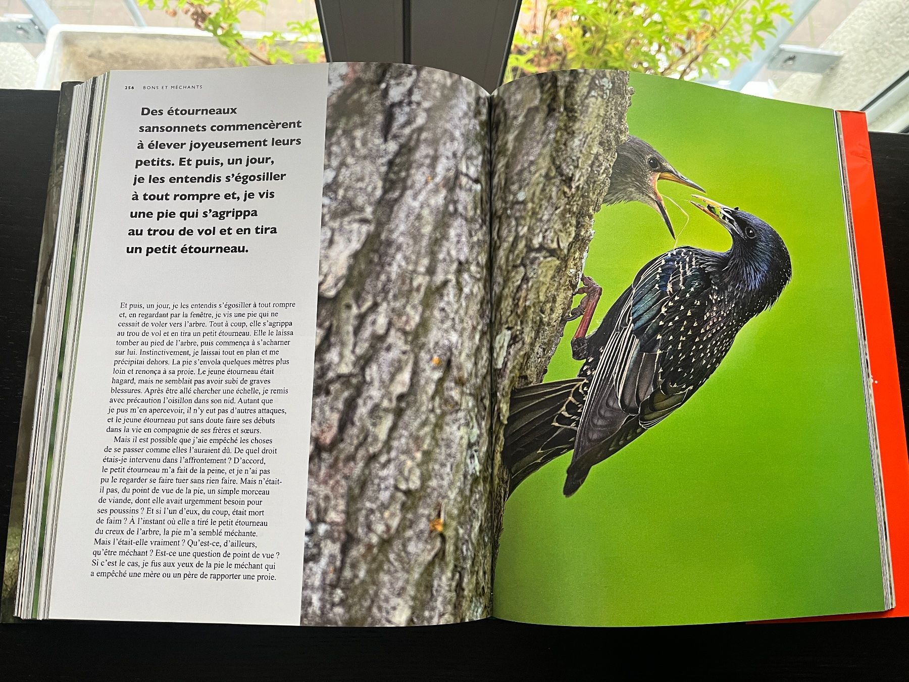 Libri: Peter Wohlleben: La Vie secrète des animaux – Usato da Lausanne venduto da Kinga_Shopaholic 6