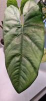 🤩Alocasia Puncak Borneensis Rhizom 