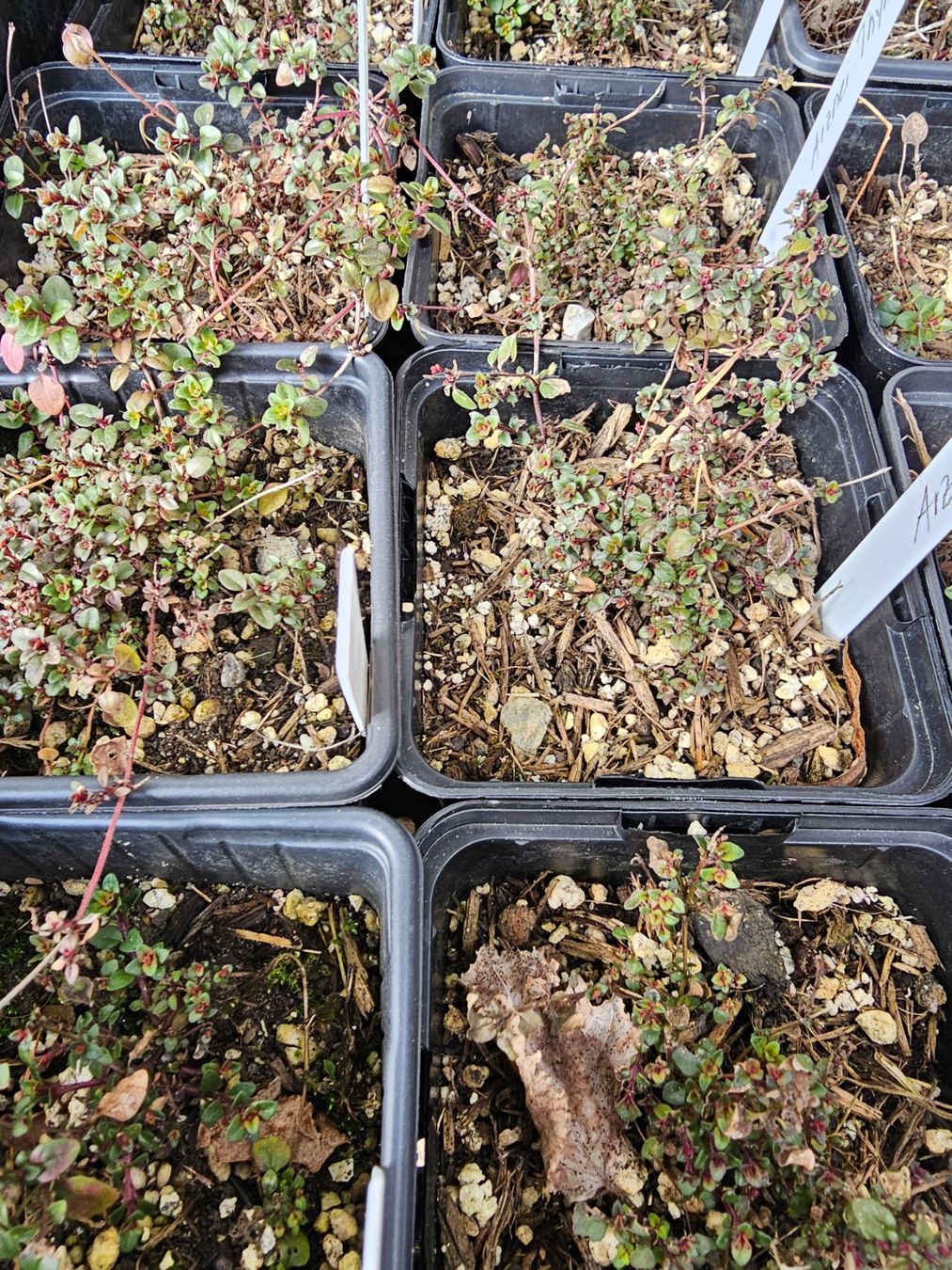 Piante & sementi: Arznei Thymian (Thymus pulegioides) – Usato da Rickenbach SO venduto da tahitian 1