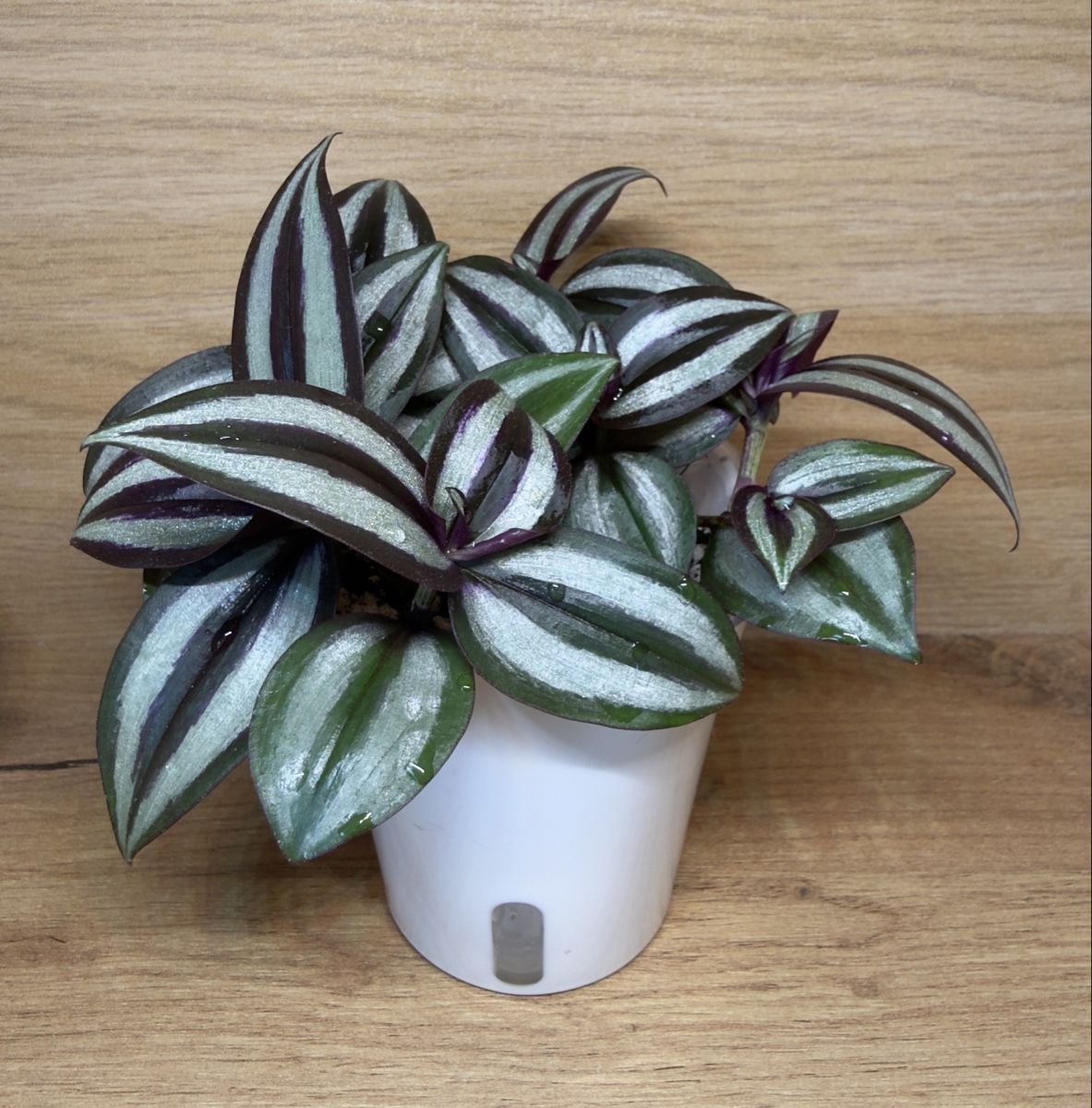 Piante & sementi: Tradescantia Zebrina  – Nuovo e nell'imballaggio originale da Basel venduto da tamy90