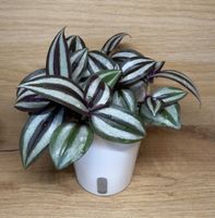 Tradescantia Zebrina 