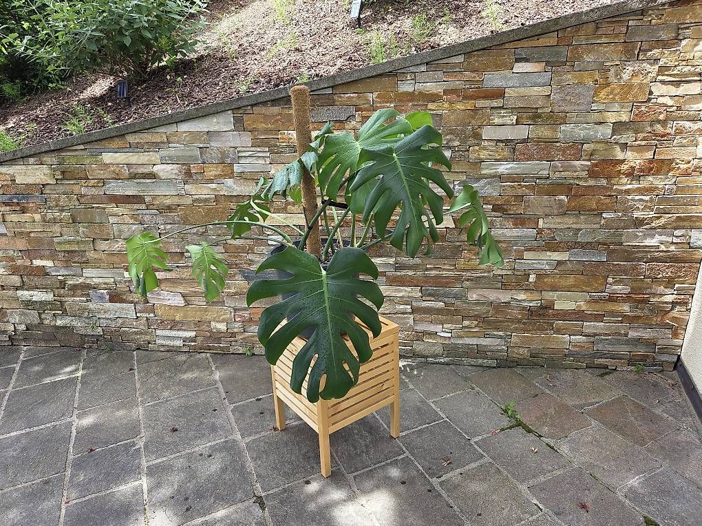 Piante & sementi: Monstera Deliciosa  – Usato da Jona venduto da pau_g7rc