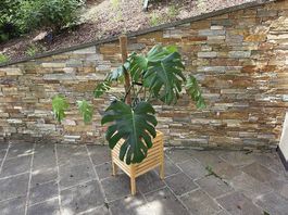 Monstera Deliciosa 