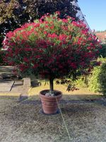 Oleander Hochstamm Topfpflanze rot blühend