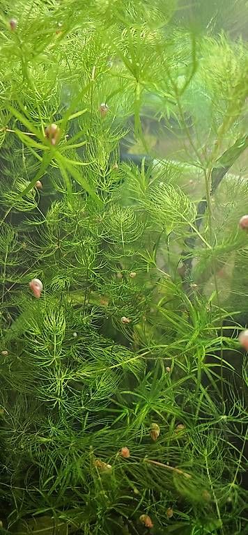 Piante & sementi: Aquarium Pflanzen – Usato da Bern venduto da oks_2td5 1