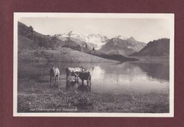 OBERBLEGISEE - Hausstock - Kühe - 1927