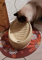 Katzenbrunnen Lucky Kitty Keramik Farbe Kaffee Latte NEU