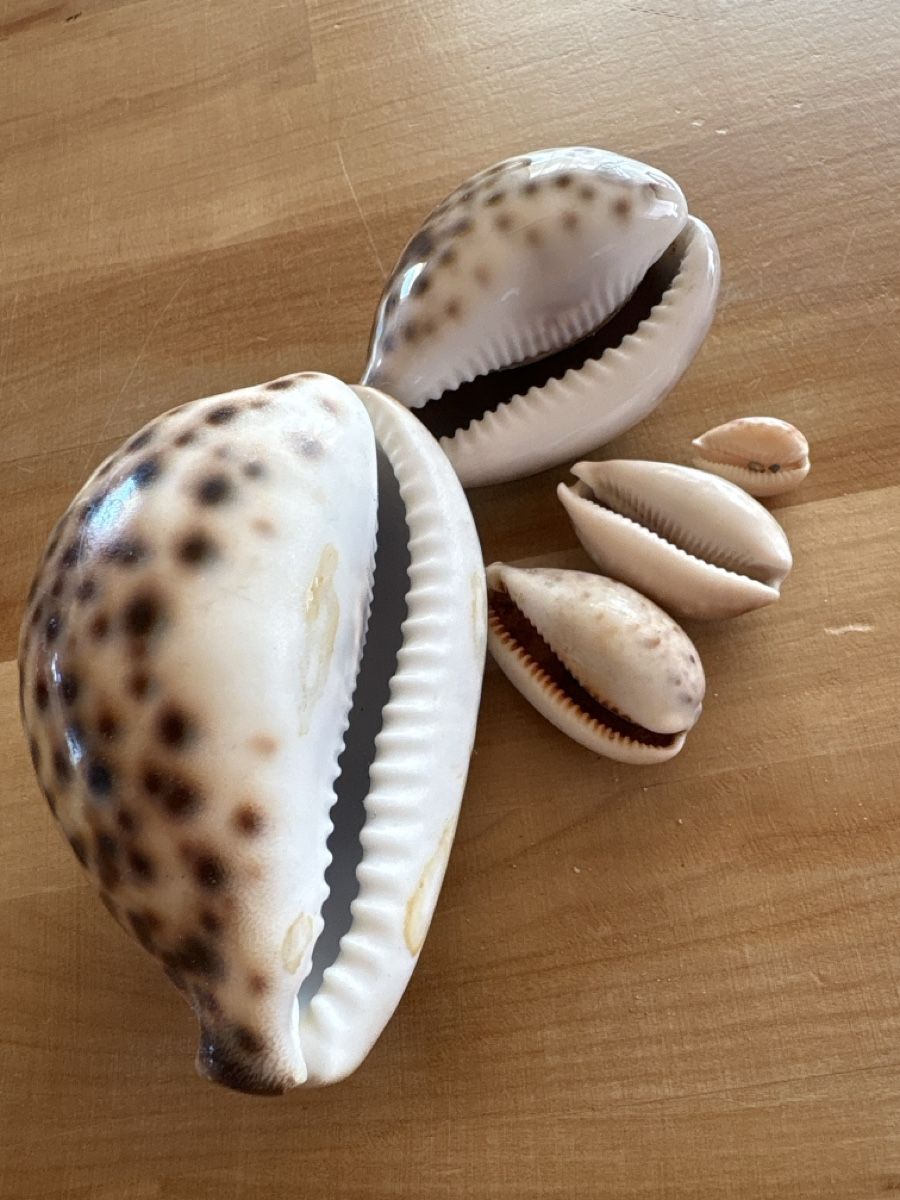 Tutte le decorazioni: Muscheln – Usato da Rümlang venduto da baselsale1 2