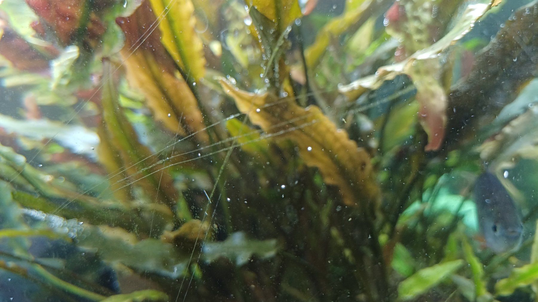 Juwel Acquari: Aquarium Juwel Trigon – Usato da Degersheim venduto da Alphi 6