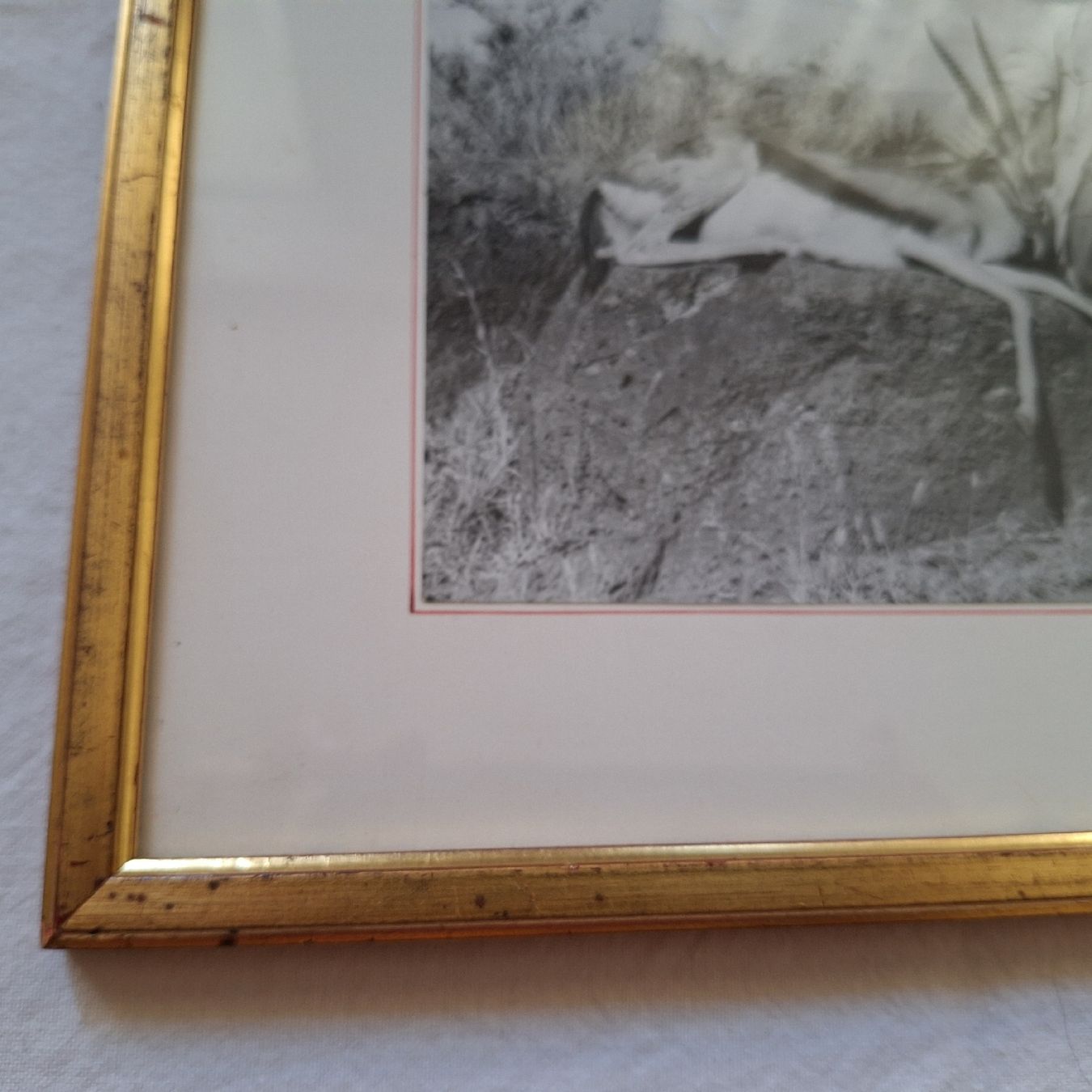 Foto & Immagini: Vintage Bild/oder Foto eines Jägers, Safari – Usato da Winterthur venduto da Goldpipau 2