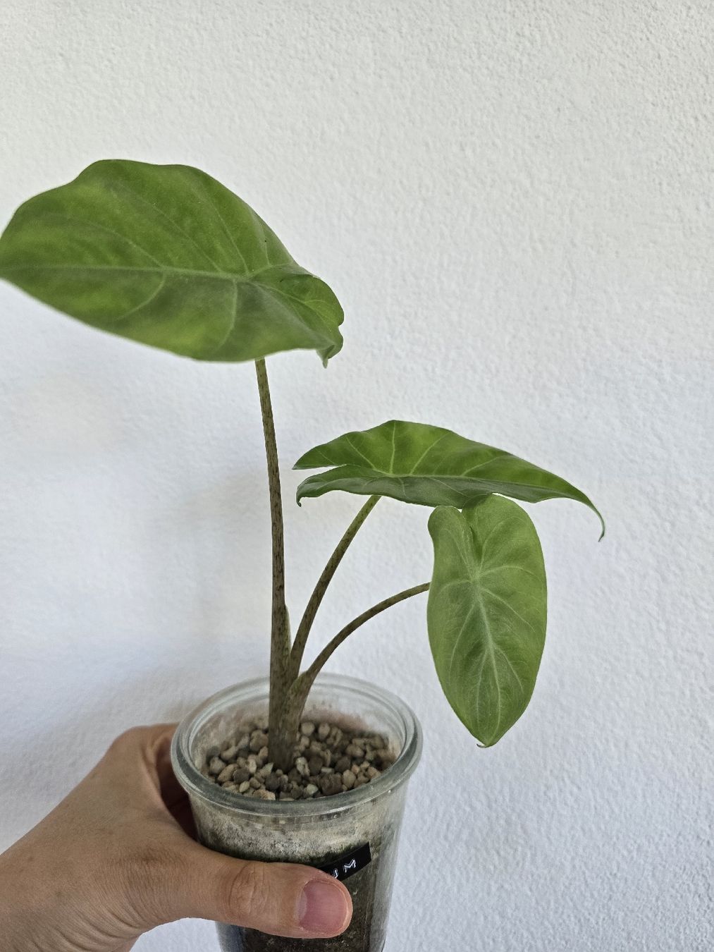 Piante & sementi: BABY Portodora Alocasia – Usato da Nidau venduto da lena_yellow