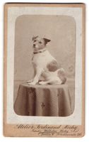 Fotografie Ferdinand Hechy, Berlin, dick