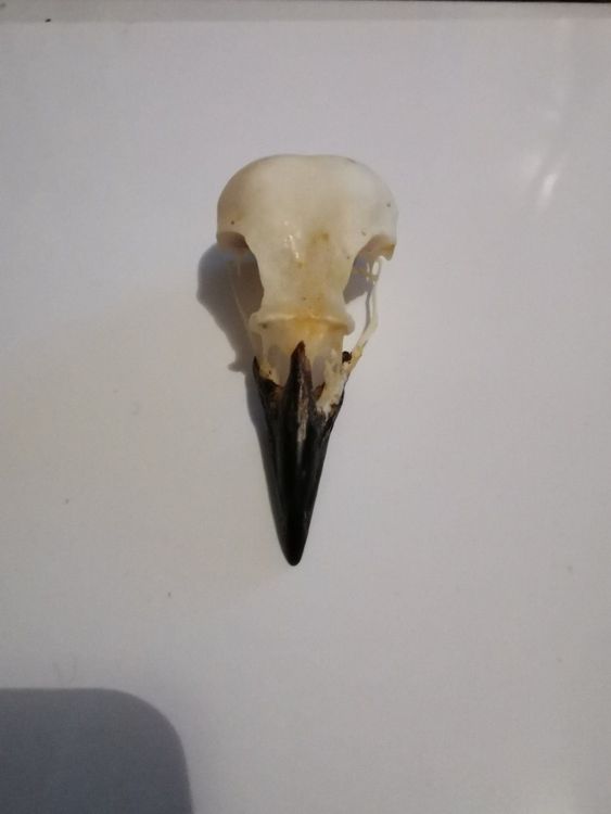 Halloween-Rabenschädel Aus Kunstharz – Gotische Deko, 5,8 Cm, Mit Lederschnur, Für Kostüme & Dekoration