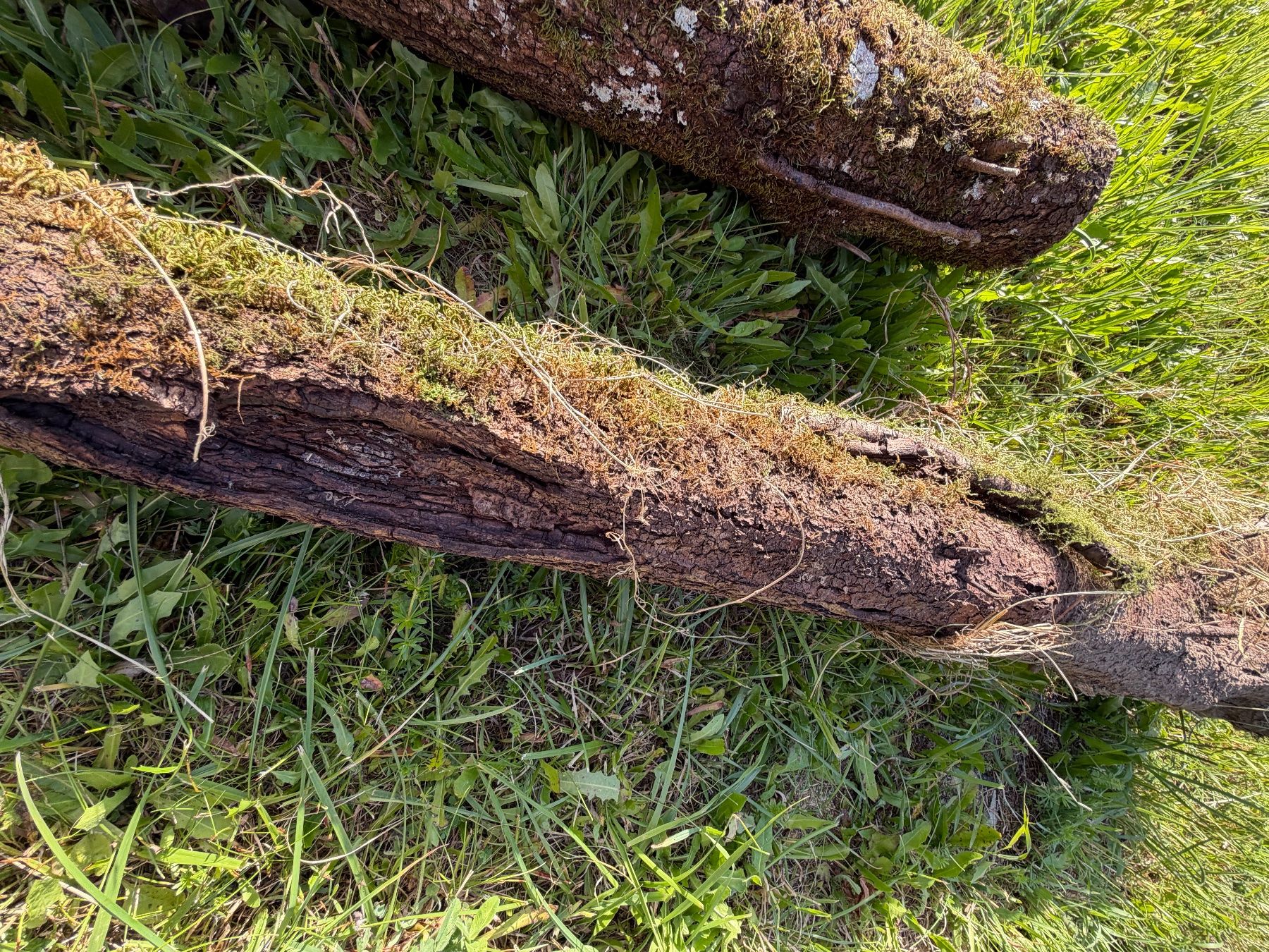 Articoli in legno: Holzstamm Zwetschgen verwittert – Usato da Huttwil venduto da Burk3 5