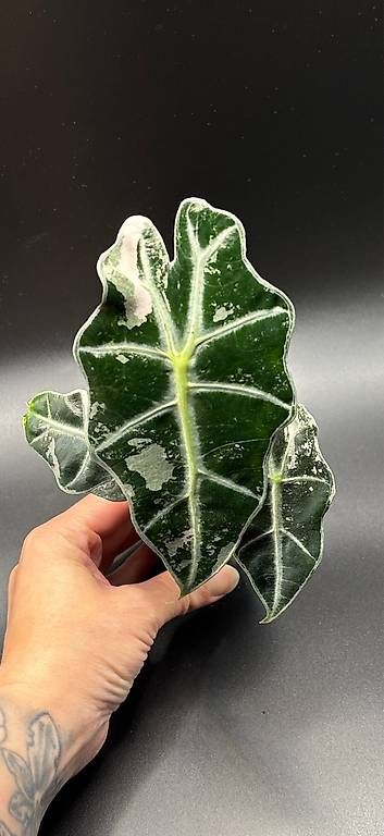 Pflanzen & Samen: Alocasia Polly Pink Variegata – Gebraucht aus Basel von Pink_White 1