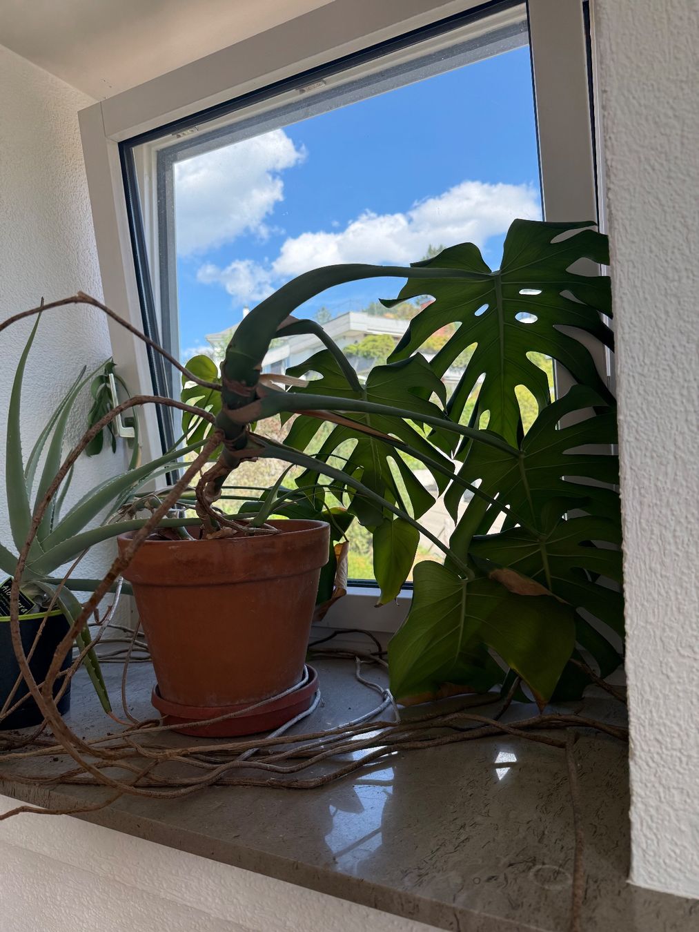 Plantes & graines: Monstera Pflanze – D'occasion à Zollikon par mgo_95l7