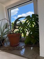 Monstera Pflanze