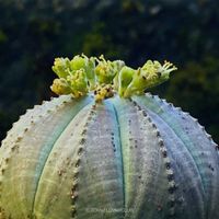 Euphorbia Obesa - wie eine Stein-Skulptur
