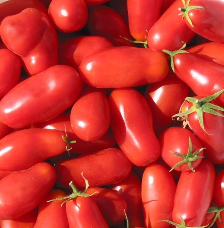 Piante & sementi: 50 Samen Tomate SAN MARZANO Alte Sorte IT – Nuovo (secondo la descrizione) da Ehrendingen venduto da VerveinaSamen 5