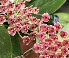 VENDU Hoya Memoria