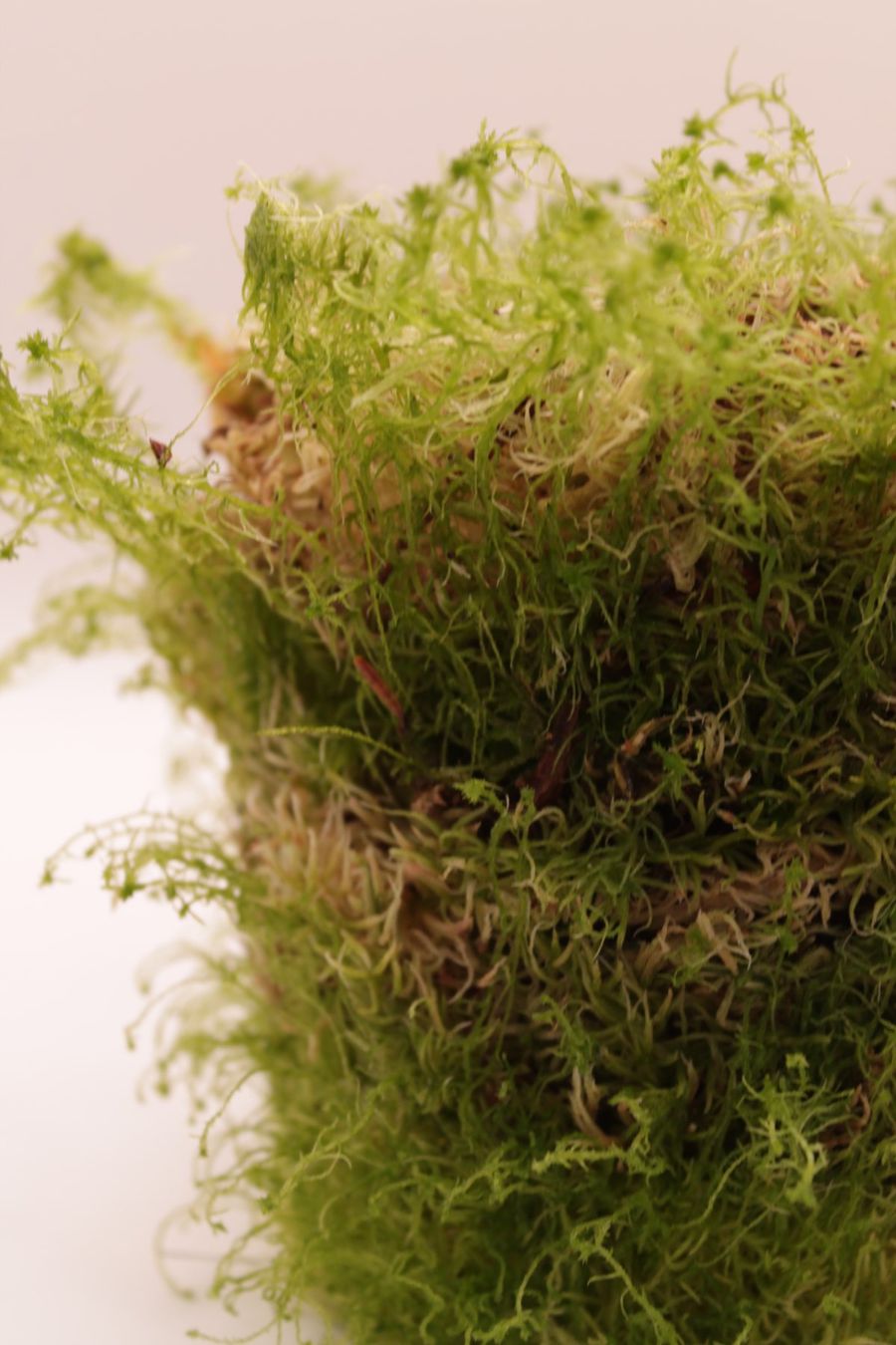 Piante & sementi: Sphagnum Moos Lebend - 200g – Nuovo (secondo la descrizione) da Wattwil venduto da ooros 2