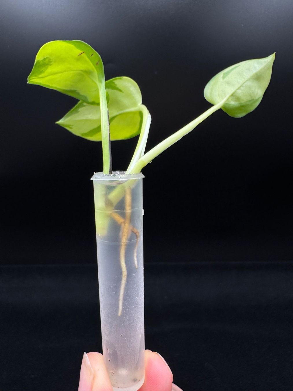 Piante & sementi: Epipremnum aureum 'Neon Joy' - Kopfsteckling – Nuovo (secondo la descrizione) da Bühler venduto da googelibear 2