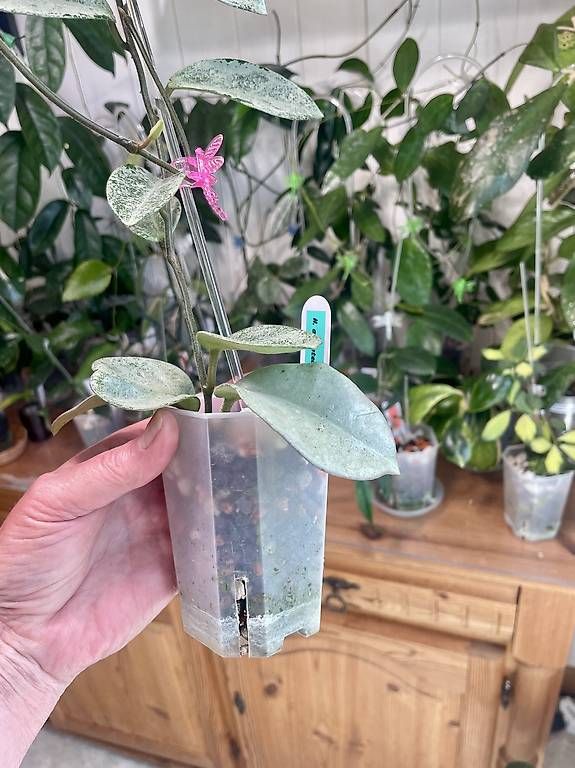 Piante & sementi: Hoya carnosa argentea Prinzess, high silver form – Usato da Schönholzerswilen venduto da Leavylounge 1