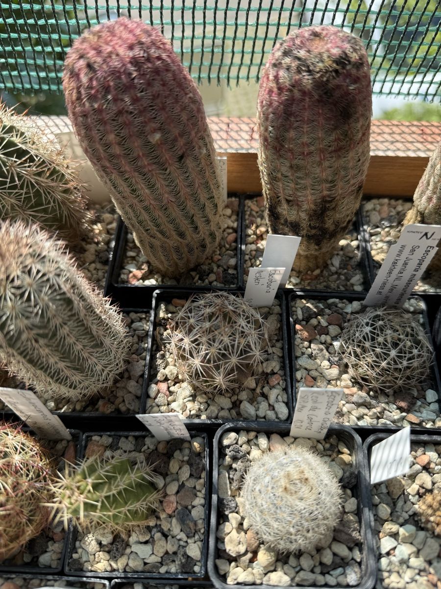 Piante & sementi: Escobaria hesteri – Usato da Rorbas venduto da SimS0n 2